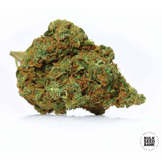 AMNESIA PLATINUM